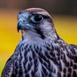Rare Animal Encounter Bristol - Bird of Prey